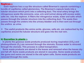 Nephron :-
Each nephron has a cup like structure called Bowman’s capsule containing a
bundle of capillaries called glomerulus. The Bowman’s capsule leads into a
tubular structure which joins into a collecting duct. The renal artery brings the
nitrogenous waste like ammonia, urea, uric acid (urine) along with excess water,
salts etc. into the nephron. It filters the nitrogenous waste, water and salts which
passes through the tubular structure into the collecting duct. The waste then
passes through the ureters into the urinary bladder and is then sent out through
the urethra as urine.
 The useful products like amino acids, glucose, salts etc. are reabsorbed by the
capillaries around the tubular structure and goes into the real vein.
b) Excretion in plants :-
In plants the gaseous waste products produced during respiration (CO2) and
photosynthesis (O2) are removed through the stomata. Excess water is removed
through the stomata. This process is called transpiration.
Some waste products are stored in the leaves and removed when the leaves dry
and fall off. Some waste products are stored in vacuoles. Some waste products
like gums and resins are stored in the old xylem cells. Some waste products are
removed through the roots.
 
