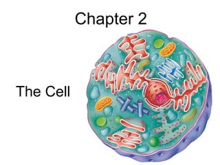 Chapter 2



The Cell
 