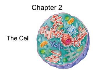 Chapter 2 The Cell 