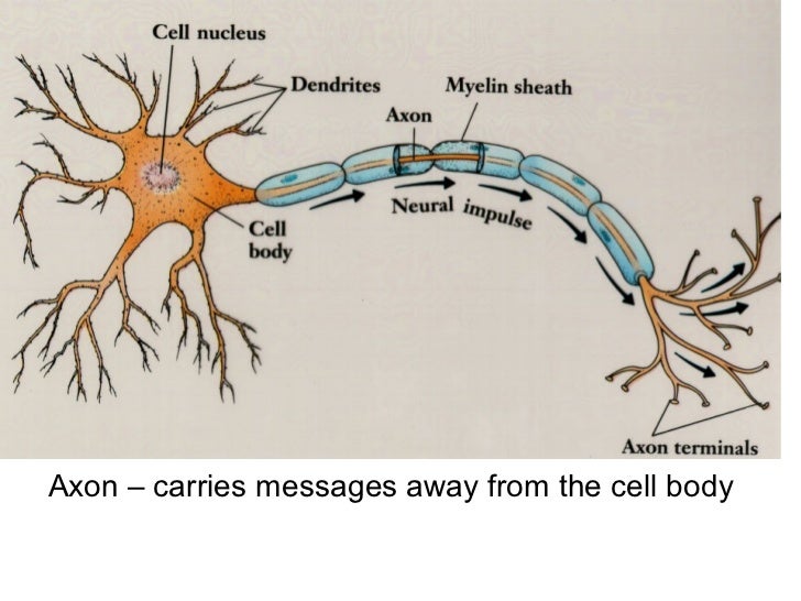 Life Science Chapter 21 The Nervous System