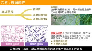 藍細菌
也被稱為藍綠菌(藻)，是一類能透過產氧
光合作用獲取能量的細菌
因為能產生氧氣，所以普遍認為是地球上第一批氧氣的製造者
革蘭氏染色是用來鑒別細菌的一種方法，
細菌細胞壁上的主要成份不同，利用這
種染色法，可將細菌分成兩大類，即
⚫ 革蘭氏陽性菌
⚫ 革蘭氏陰性菌革蘭氏陰性菌 革蘭氏陽性菌
六界 : 真細菌界
 