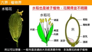 水稻花
水稻花
米
水稻也是被子植物，花開得並不明顯
六界 : 植物界
所以可以想像，一般市面流通的大宗經濟農作物，多為開花的被子植物
 
