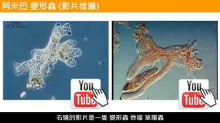 右邊的影片是一隻 變形蟲 吞噬 草履蟲
 