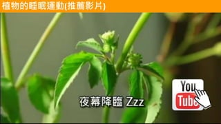 植物的睡眠運動(推薦影片)
 