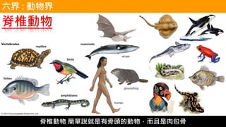 脊椎動物
六界 : 動物界
脊椎動物 簡單說就是有骨頭的動物，而且是肉包骨
 