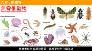 無脊椎動物
六界 : 動物界
無脊椎動物 就是沒骨頭，這裡要特別介紹海綿
 