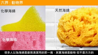 天然海綿化學海綿
化學海綿
很多人以為海綿是廚房清潔用的那一塊，其實海綿是動物 但不是方方的
六界 : 動物界
 