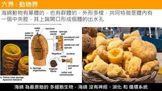 海綿動物有單體的，也有群體的，外形多樣，共同特徵是體內有
一個中央腔，其上端開口形成個體的出水孔
六界 : 動物界
海綿 為最原始的 多細胞生物，海綿 沒有神經、消化 和 循環系統
 