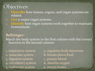 Objectives:Describehow tissues, organs, and organ systems are related.List 11 major organ systems.Identify how organ systems work together to maintain homeostasis.Bellringer:Match the body system in the first column with the correct function in the second column:1. respiratory system 	a. regulates body functions2. muscular system 	b. breaks down food3. digestive system 		c. pumps blood4. circulatory system 	d. absorbs oxygen5. endocrine system 	e. moves bones