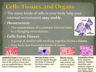 Cells, Tissues, and OrgansThe many kinds of cells in your body help your internal environment stay stable.Homeostasis The maintenance of a constant internal state                                 in a changing environment.Cells Form Tissues A group of similar cells working together forms a tissue.Your body has four main kinds of tissue.