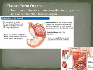 Tissues Form Organs  Two or more tissues working together to carry out a specialized function form an organ.