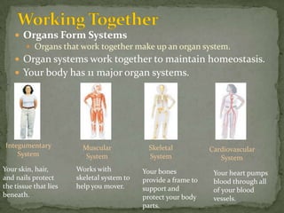 Working TogetherOrgans Form Systems Organs that work together make up an organ system.Organ systems work together to maintain homeostasis.Your body has 11 major organ systems.Integumentary SystemSkeletal SystemMuscular SystemCardiovascular SystemYour skin, hair, and nails protect the tissue that lies beneath.Works with skeletal system to help you mover.Your bones provide a frame to support and protect your body parts.Your heart pumps blood through all of your blood vessels.