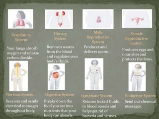 Male Reproductive SystemUrinary    SystemFemale Reproductive SystemRespiratory SystemRemoves wastes from the blood and regulates your body’s fluids.Produces and delivers sperm.Your lungs absorb oxygen and release carbon dioxide.Produces eggs and nourishes and protects the fetus.Nervous SystemDigestive SystemLymphatic SystemEndocrine SystemReceives and sends electrical messages throughout body.Breaks down the food you eat into nutrients that your body can absorb.Returns leaked fluids to blood vessels and helps get rid of bacteria and viruses.Send out chemical messages.