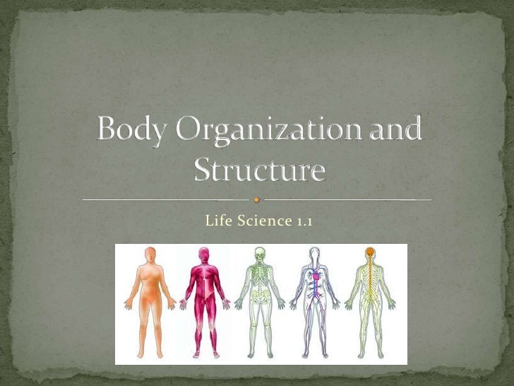 Life Science 1.1 : Body Organization