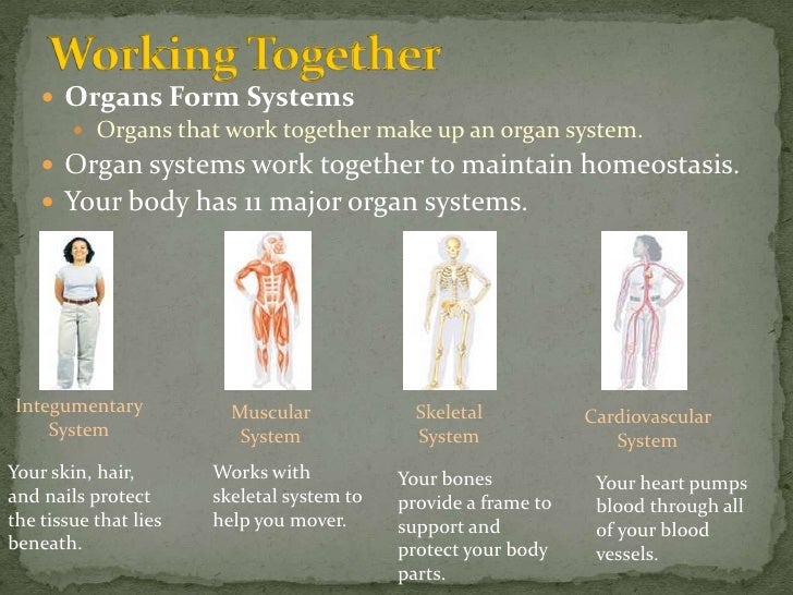 Life Science 1.1 : Body Organization