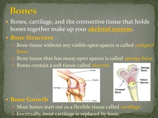 BonesBones, cartilage, and the connective tissue that holds bones together make up your skeletal system.Bone Structure Bone tissue without any visible open spaces is called compact bone. Bone tissue that has many open spaces is called spongy bone. Bones contain a soft tissue called marrow.Bone GrowthMost bones start out as a flexible tissue calledcartilage. Eventually, most cartilage is replaced by bone.