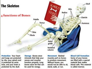 4 functions of Bones
