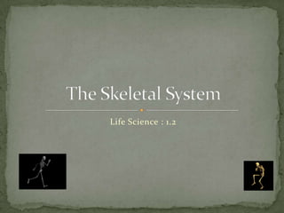 Life Science : 1.2 The Skeletal System 