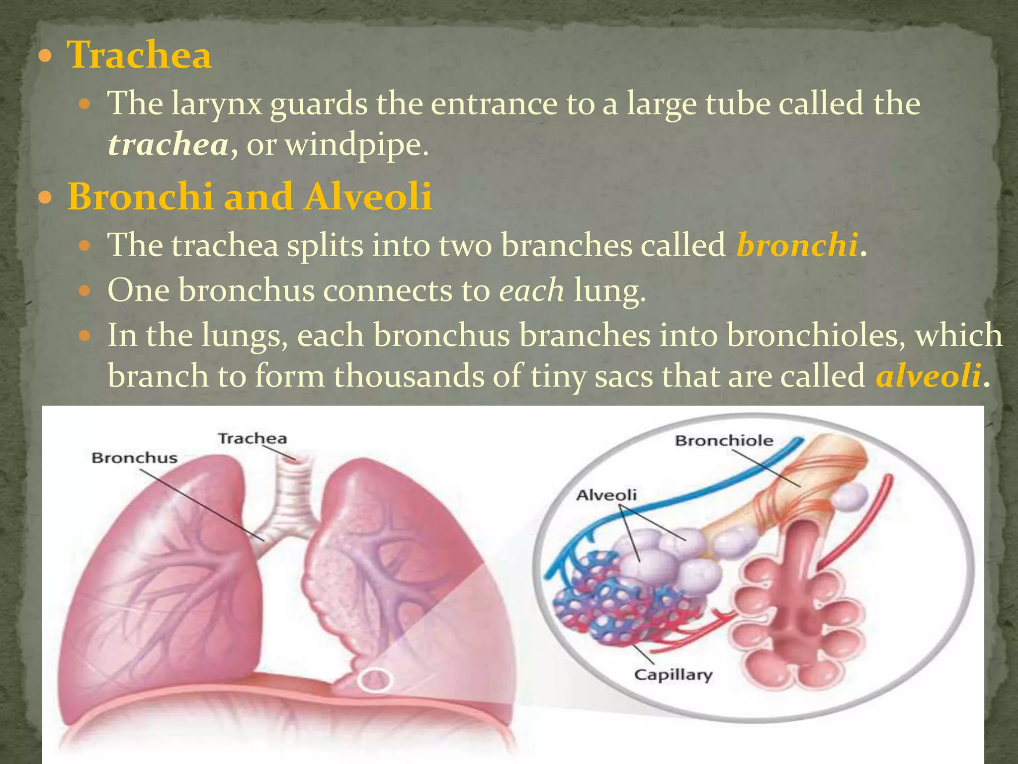 Life Science 2.4 : The Respiratory System | PPTX