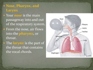 Nose, Pharynx, and Larynx Your nose is the main passageway into and out of the respiratory system. From the nose, air flows into the pharynx, or throat. The larynx is the part of the throat that contains the vocal chords.