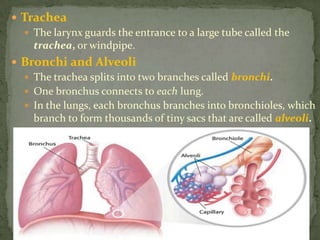 TracheaThe larynx guards the entrance to a large tube called the trachea, or windpipe.Bronchi and Alveoli The trachea splits into two branches called bronchi.One bronchus connects to each lung. In the lungs, each bronchus branches into bronchioles, which branch to form thousands of tiny sacs that are called alveoli.