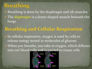 BreathingBreathing is done by the diaphragm and rib muscles.The diaphragm is a dome-shaped muscle beneath the lungs.In cellular respiration, oxygen is used by cells to release energy stored in molecules of glucose. When you breathe, you take in oxygen, which diffuses into red blood cells and is carried to tissue cells.Breathing and Cellular Respiration