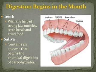 Life Science 3.1 : The Digestive System | PPTX