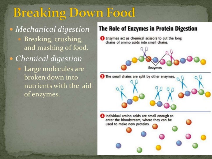 Life Science 3.1 The Digestive System