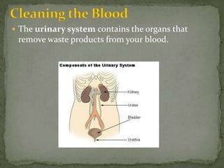Cleaning the BloodThe urinary system contains the organs that remove waste products from your blood.