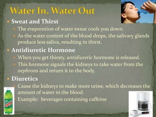 Water In, Water OutSweat and Thirst The evaporation of water sweat cools you down.As the water content of the blood drops, the salivary glands produce less saliva, resulting in thirst.Antidiuretic Hormone When you get thirsty, antidiuretic hormone is released. This hormone signals the kidneys to take water from the nephronsand return it to the body.Diuretics Cause the kidneys to make more urine, which decreases the amount of water in the blood.Example:  beverages containing caffeine
