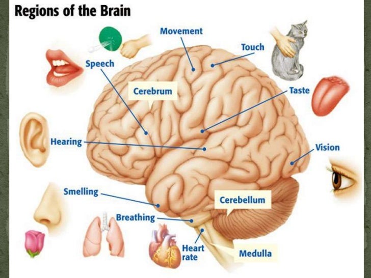 Life Science 4.1 The Nervous System