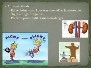 Adrenal GlandsEpinephrine – also known as adrenaline, is released in “fight or flight” response.Prepares you to fight or run from danger.