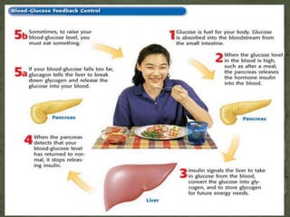 Life Science 4.3 : The Endocrine System