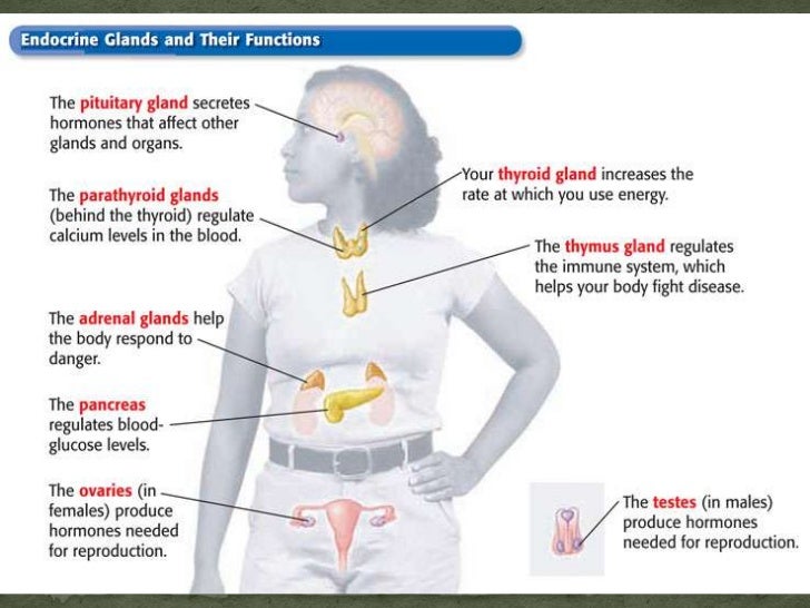gland that produces epinephrine gland that produces epinephrine