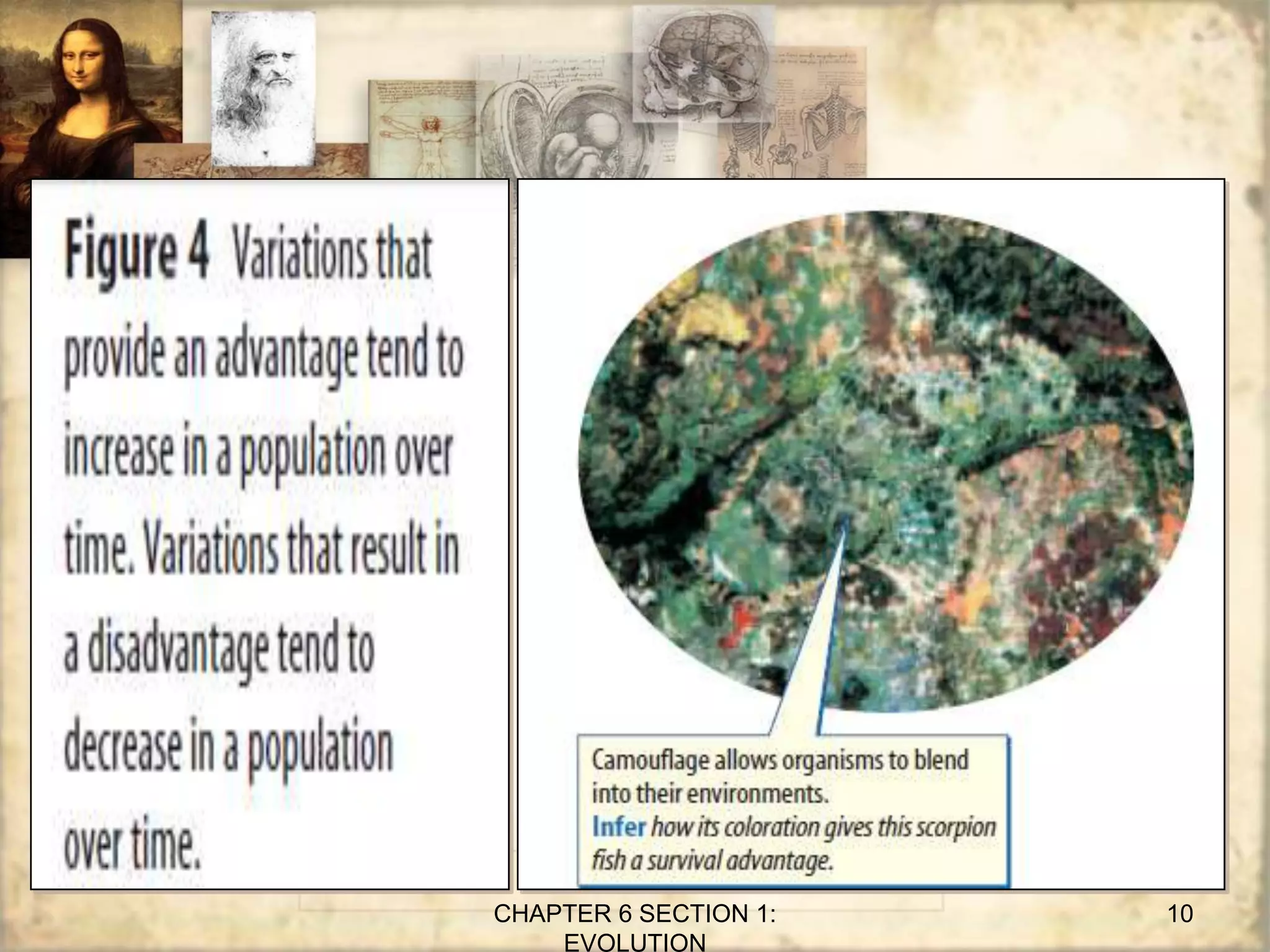 CHAPTER 6 SECTION 1:
EVOLUTION
10
 