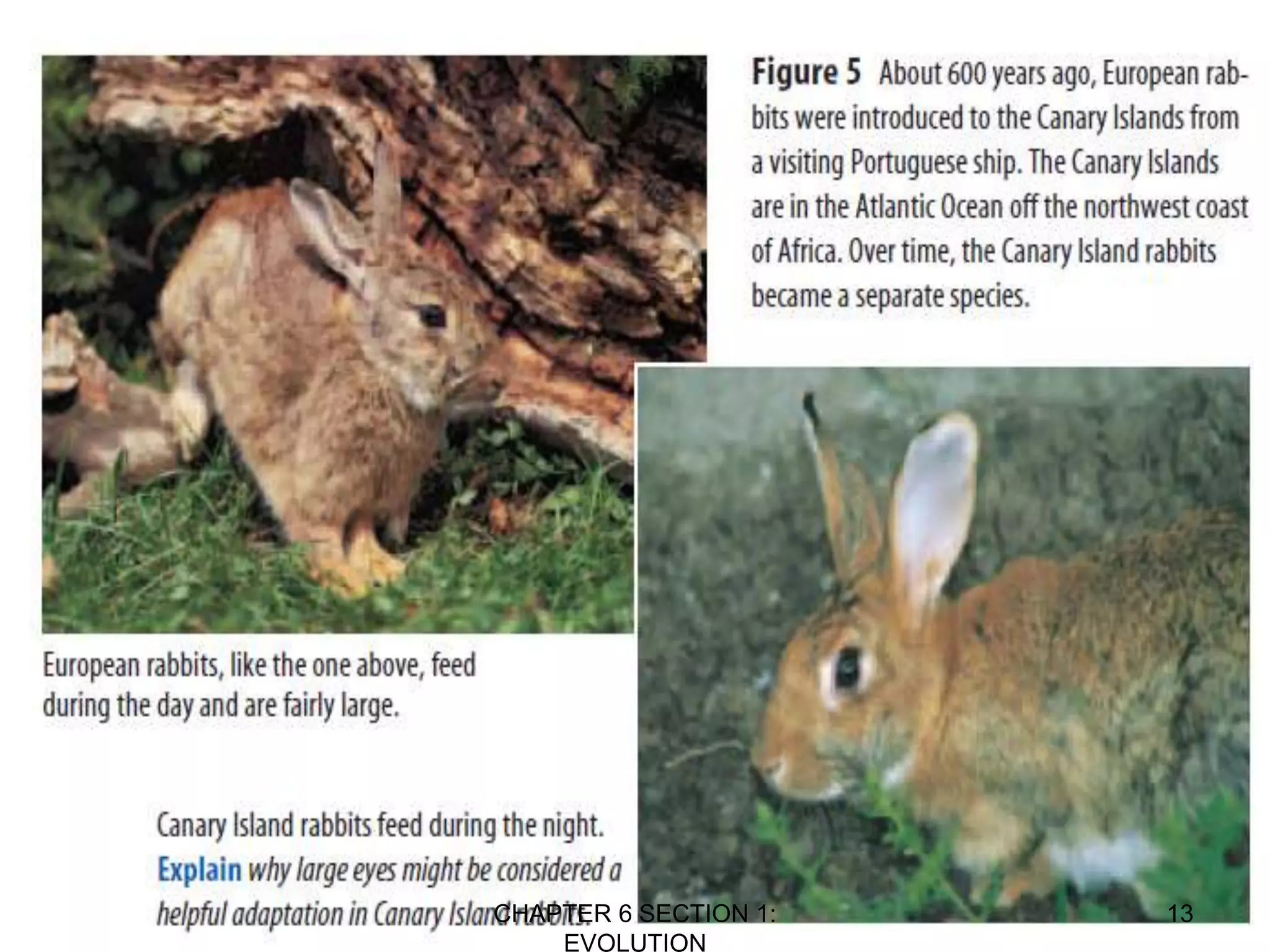 CHAPTER 6 SECTION 1:
EVOLUTION
13
 