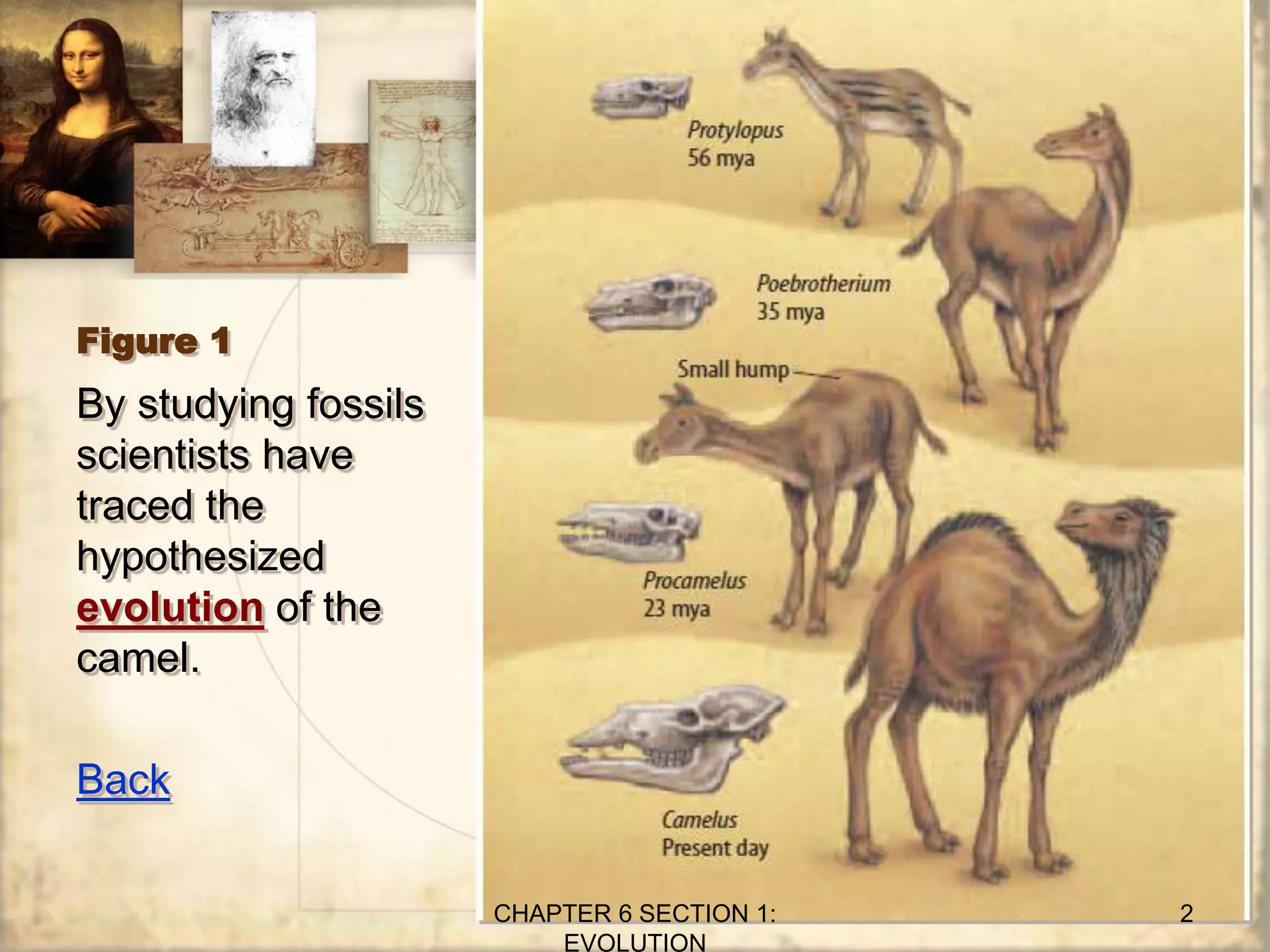 Figure 1
By studying fossils
scientists have
traced the
hypothesized
evolution of the
camel.
Back
CHAPTER 6 SECTION 1:
EVOLUTION
2
 