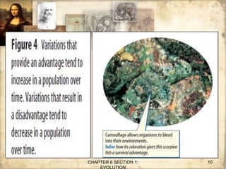 CHAPTER 6 SECTION 1:
EVOLUTION
10
 