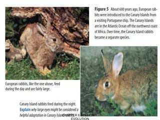 CHAPTER 6 SECTION 1:
EVOLUTION
13
 