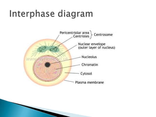 Life science grade 10 | PPTX