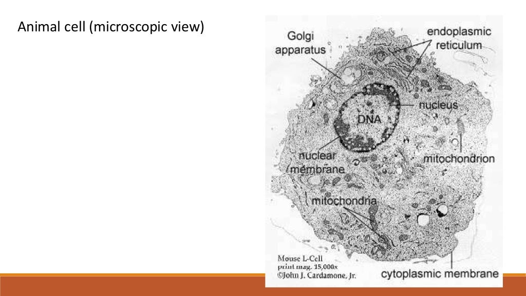 Life science grade 10