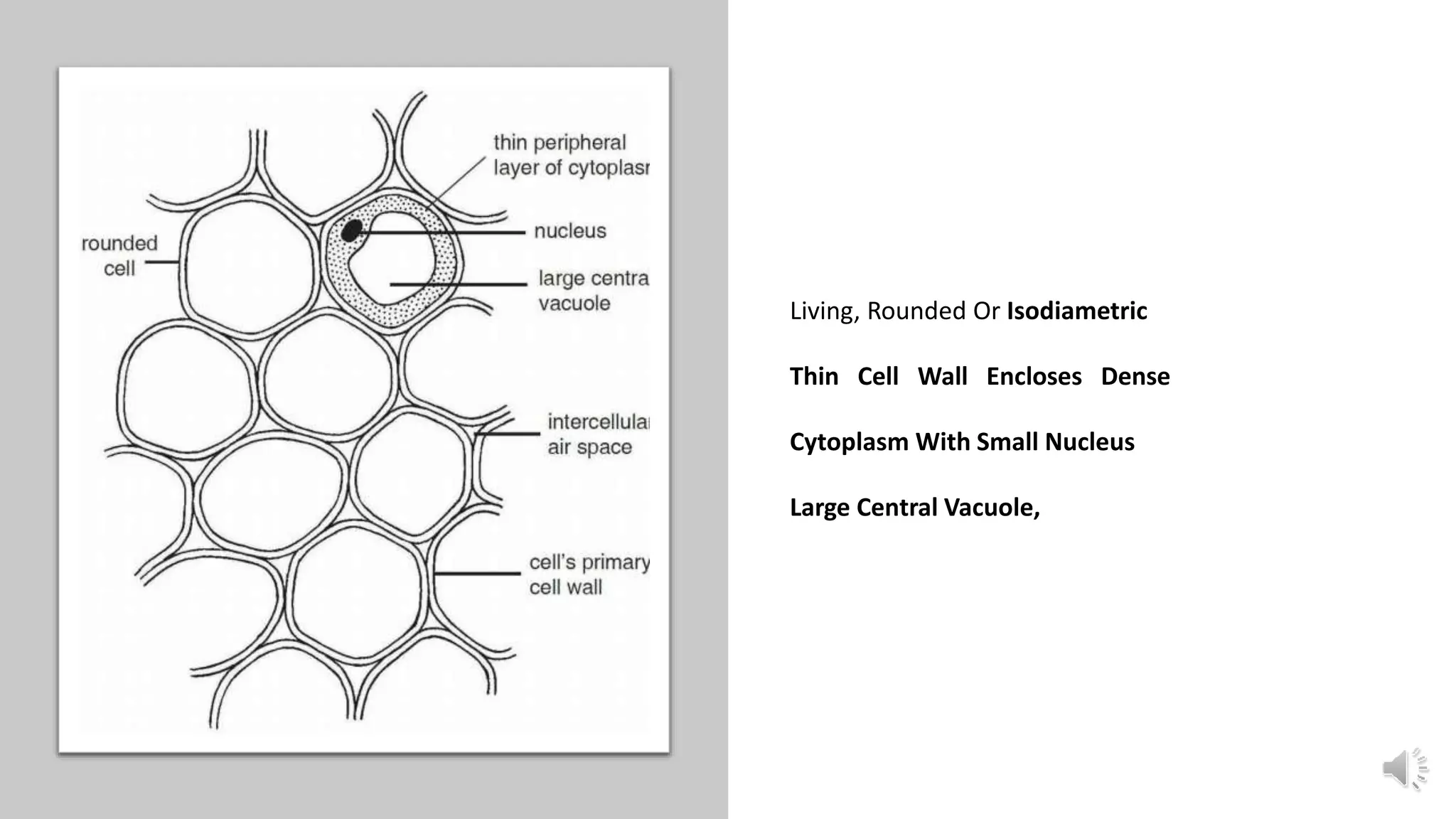 Living, Rounded Or Isodiametric
Thin Cell Wall Encloses Dense
Cytoplasm With Small Nucleus
Large Central Vacuole,
 
