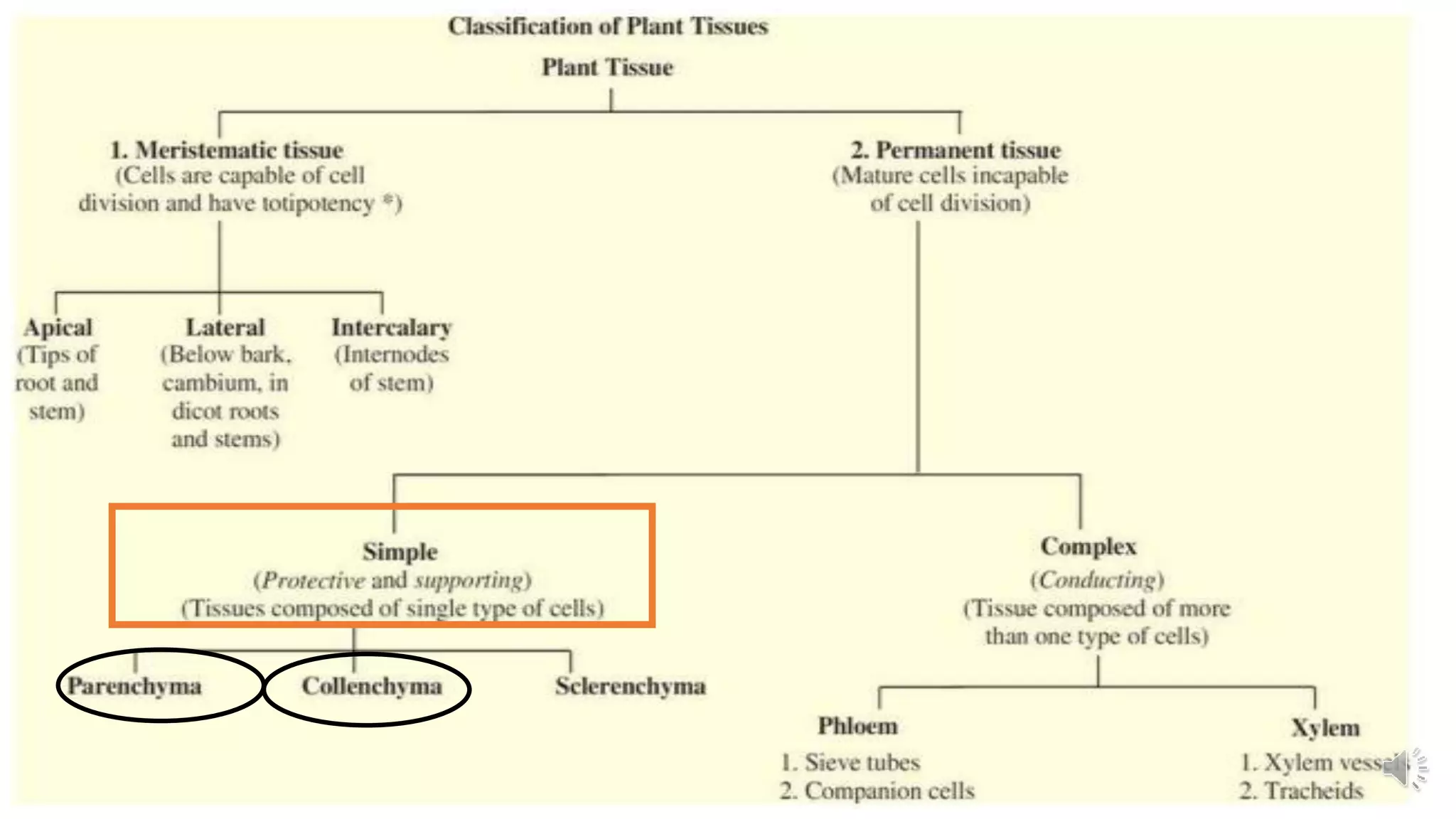 PERMANENT TISSUES
SIMPLE PERMANENT TISSUES COMPLEX PERMANENT TISSUES
PARENCHYMA
COLLENCHYMA
SCLERNCHYMA
Based on cells in tissue
similar or not
 
