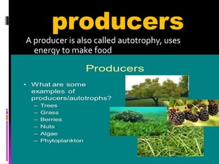 producers
A producer is also called autotrophy, uses
energy to make food
 