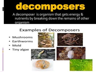 decomposers
A decomposer is organism that gets energy &
nutrients by breaking down the remains of other
organism
 
