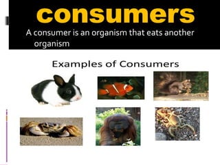consumersA consumer is an organism that eats another
organism
 