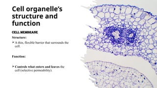 Grade 10: Life Sciences. Cell structure and Functions | PPTX