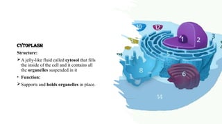 Grade 10: Life Sciences. Cell structure and Functions | PPTX