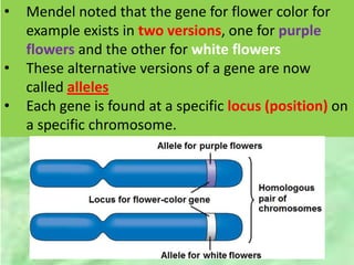 • Mendel noted that the gene for flower color for
example exists in two versions, one for purple
flowers and the other for white flowers
• These alternative versions of a gene are now
called alleles
• Each gene is found at a specific locus (position) on
a specific chromosome.
 