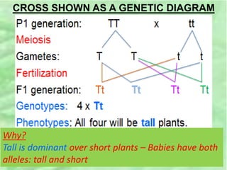 CROSS SHOWN AS A GENETIC DIAGRAM
Why?
Tall is dominant over short plants – Babies have both
alleles: tall and short
 